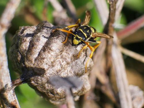 Polistes gallicus