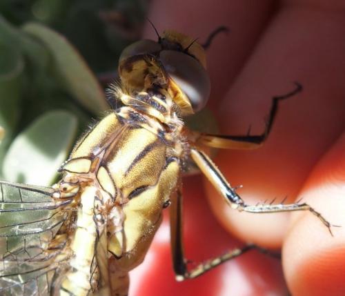 Réf. 180 000 : Orthetrum trinacria