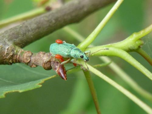 Polydrusus formosus