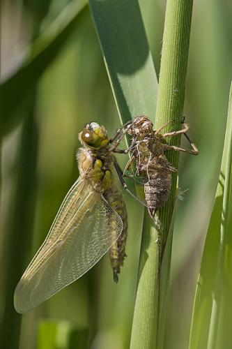 Réf. 180 263 : Libellula quadrimaculata