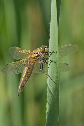 Réf. 180 264 : Libellula quadrimaculata