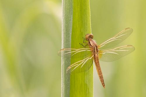 Réf. 180 903 : Crocothemis erythraea
