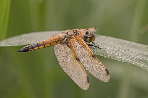 Réf. 180 943 : Libellula quadrimaculata