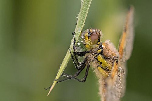 Libellula quadrimaculata