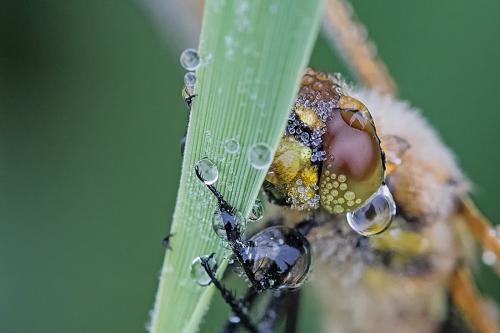 Réf. 180 945 : Libellula quadrimaculata