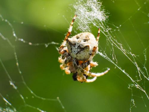 Réf. 180 919 : Araneus angulatus