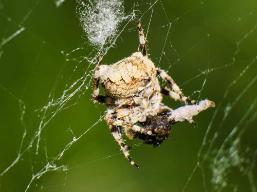 Araneus angulatus