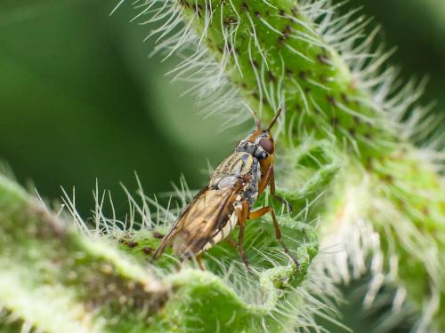 Dorycera sp.