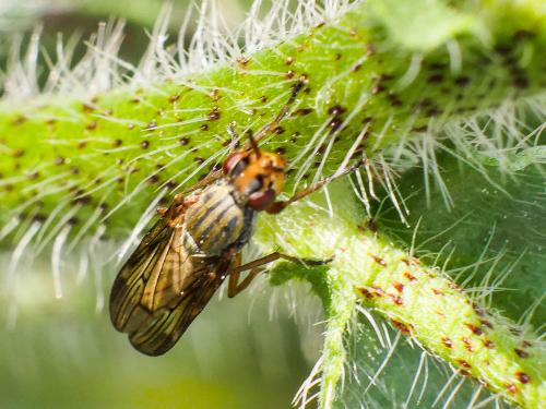Dorycera sp.