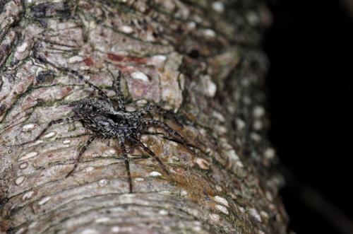 Pardosa sp.