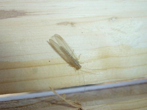 Chrysoperla sp.