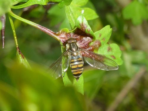 Episyrphus balteatus