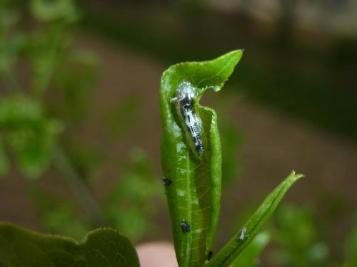 Episyrphus balteatus