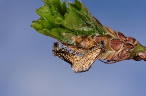 Dyseriocrania subpurpurella