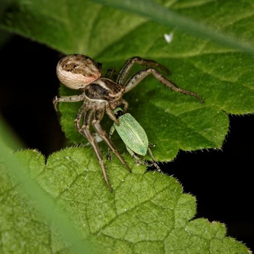 Xysticus sp.