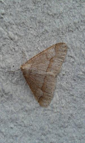 Réf. 180 333 : Agriopis marginaria