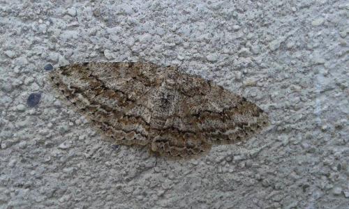 Réf. 180 331 : Ectropis crepuscularia