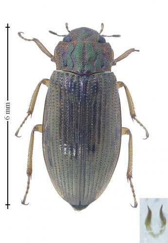 Réf. 180 740 : Helophorus sp.