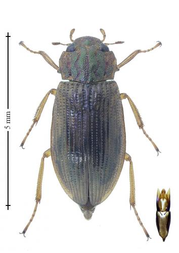 Helophorus aequalis