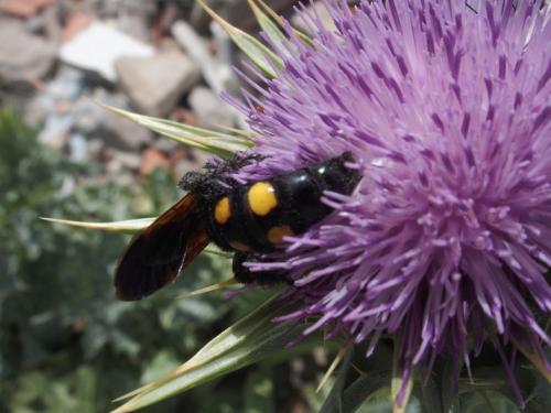 Megascolia bidens