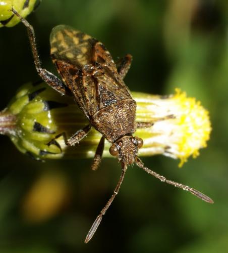 Réf. 180 478 : Stictopleurus punctatonervosus