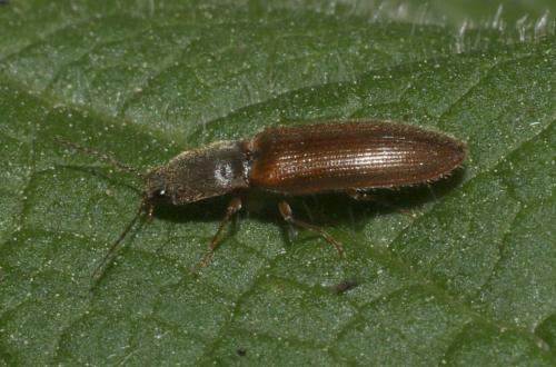 Réf. 180 693 : Athous haemorrhoidalis