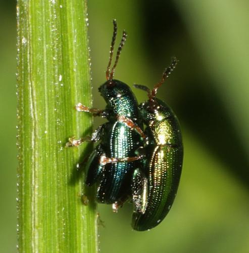 Réf. 180 723 : Chaetocnema sp.