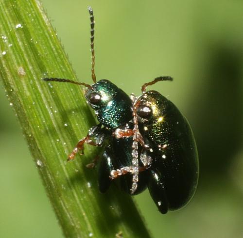 Réf. 180 725 : Chaetocnema sp.