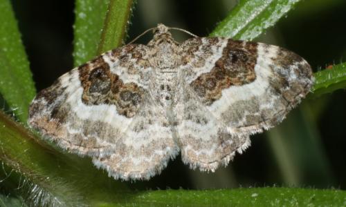 Epirrhoe alternata