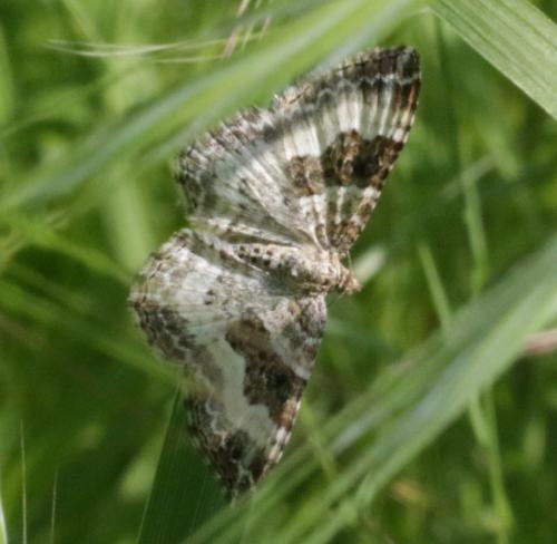 Réf. 180 638 : Epirrhoe rivata