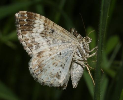 Réf. 180 636 : Epirrhoe rivata