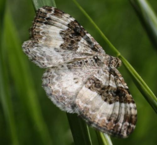 Réf. 180 635 : Epirrhoe rivata