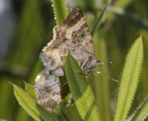Epirrhoe alternata