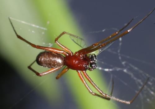 Réf. 180 886 : Frontinellina frutetorum