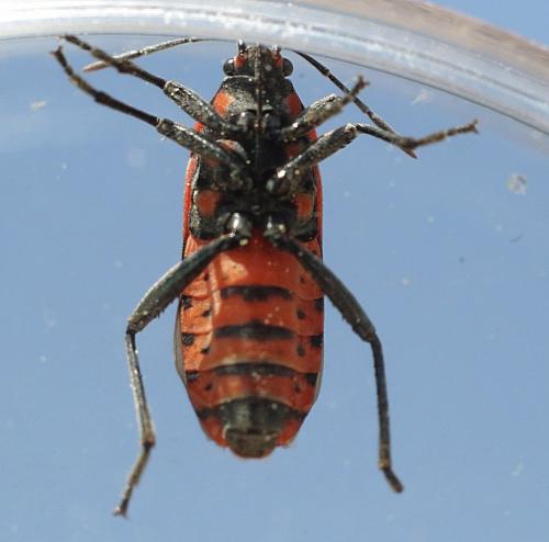 Réf. 180 765 : Spilostethus furcula