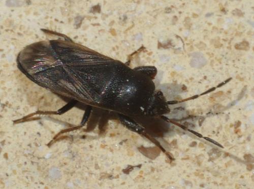 Megalonotus emarginatus