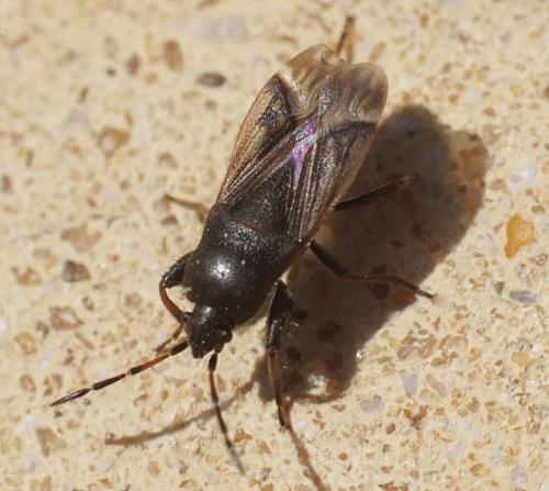 Megalonotus emarginatus