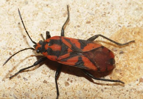 Réf. 180 764 : Spilostethus furcula