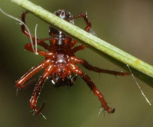 Hypsosinga sanguinea