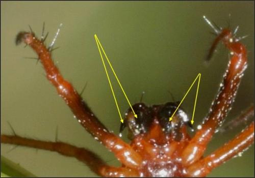 Hypsosinga sanguinea