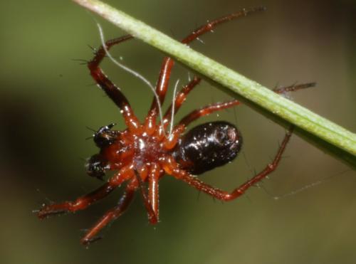 Hypsosinga sanguinea