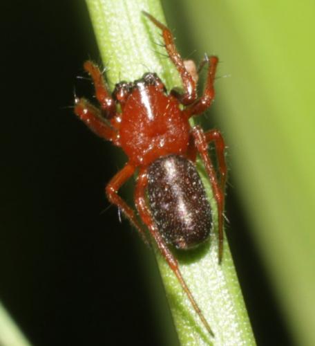 Réf. 180 758 : Hypsosinga sanguinea