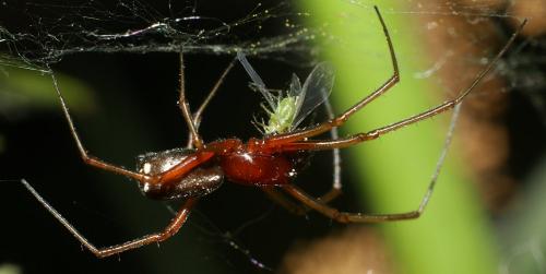 Réf. 180 987 : Frontinellina frutetorum