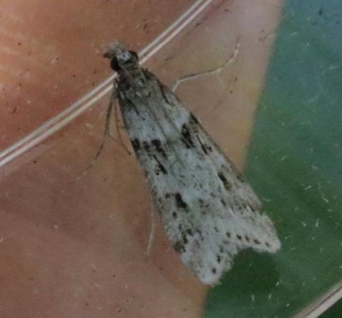 Réf. 180 885 : Eudonia angustea