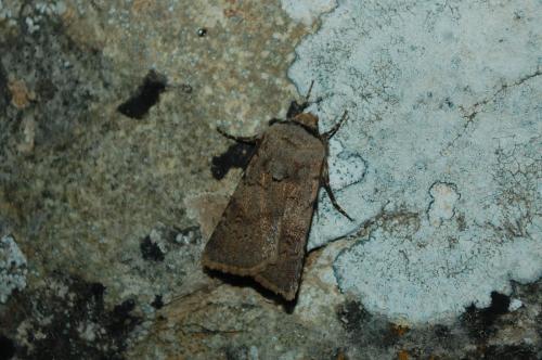 Réf. 180 841 : Agrotis cinerea