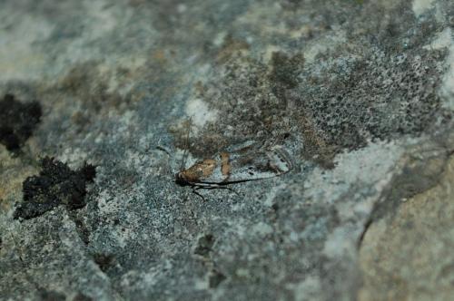 Réf. 180 843 : Acrobasis centunculella