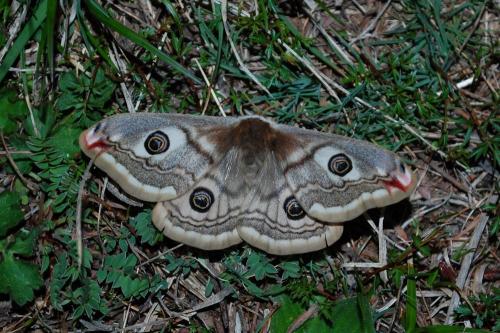 Saturnia sp.
