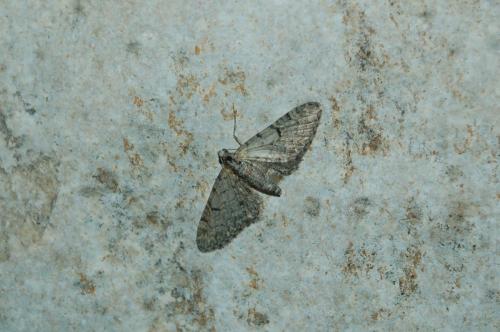 Eupithecia distinctaria