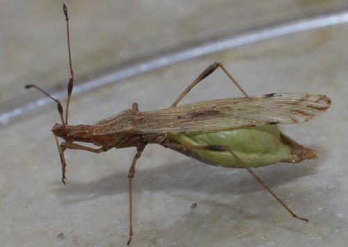 Berytinus sp.