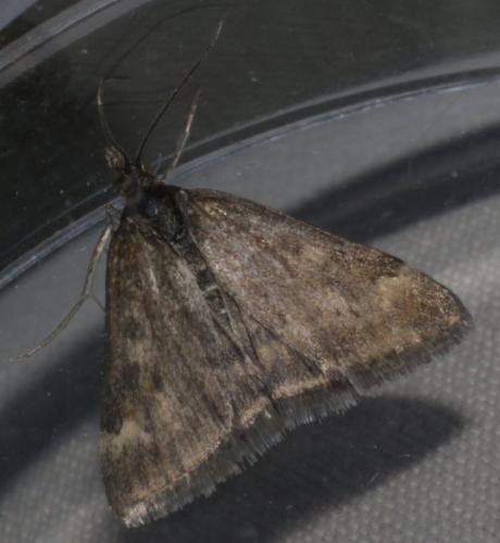 Pyrausta despicata